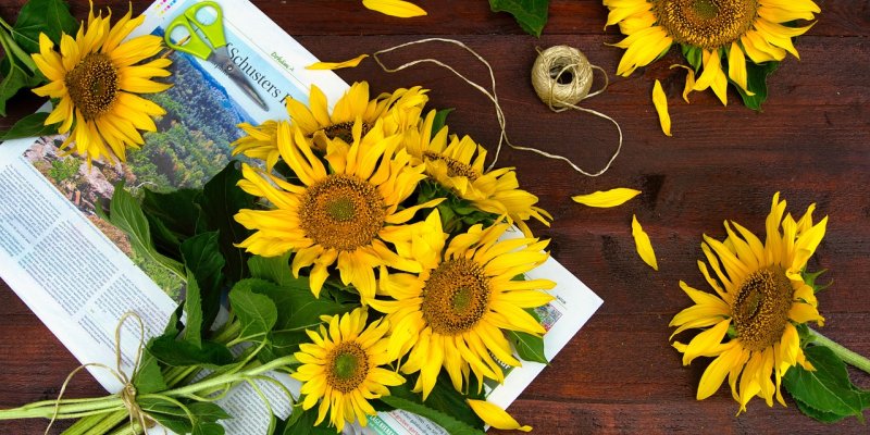 c94589a36a16fc8e56eac9f26be771d62d3d1589-sunflower-53779571280 c94589a36a16fc8e56eac9f26be771d62d3d1589-sunflower-53779571280